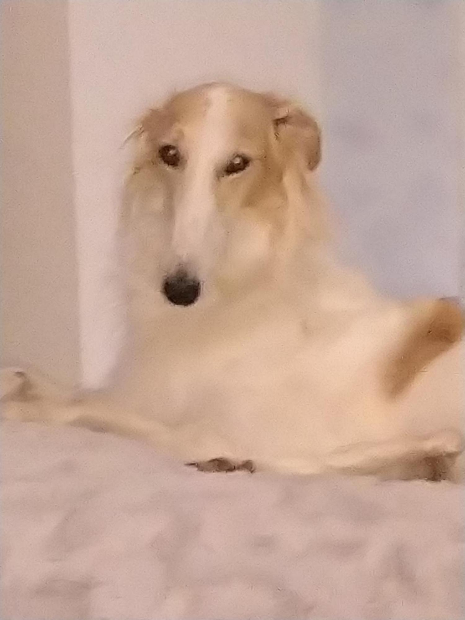Swiss Borzoi House Bed & Breakfast Vully-les-Lacs Eksteriør bilde