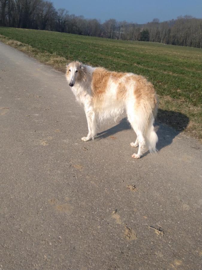 Swiss Borzoi House Bed & Breakfast Vully-les-Lacs Eksteriør bilde