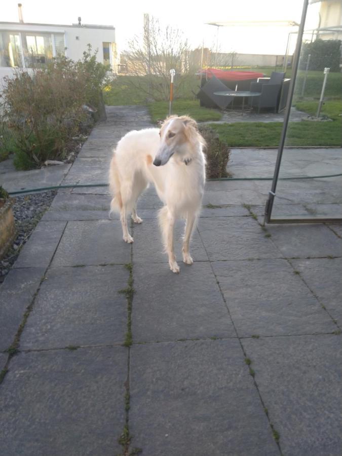 Swiss Borzoi House Bed & Breakfast Vully-les-Lacs Eksteriør bilde