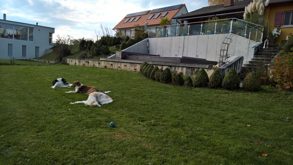 Swiss Borzoi House Bed & Breakfast Vully-les-Lacs Eksteriør bilde