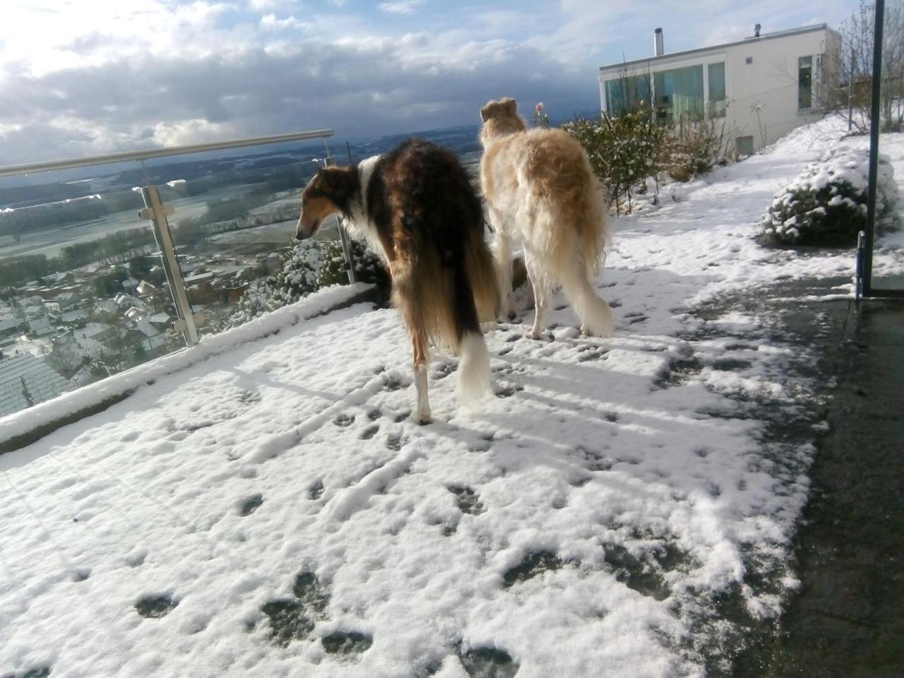 Swiss Borzoi House Bed & Breakfast Vully-les-Lacs Eksteriør bilde