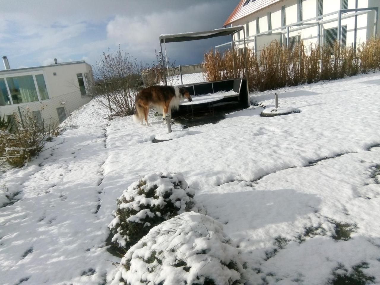 Swiss Borzoi House Bed & Breakfast Vully-les-Lacs Eksteriør bilde