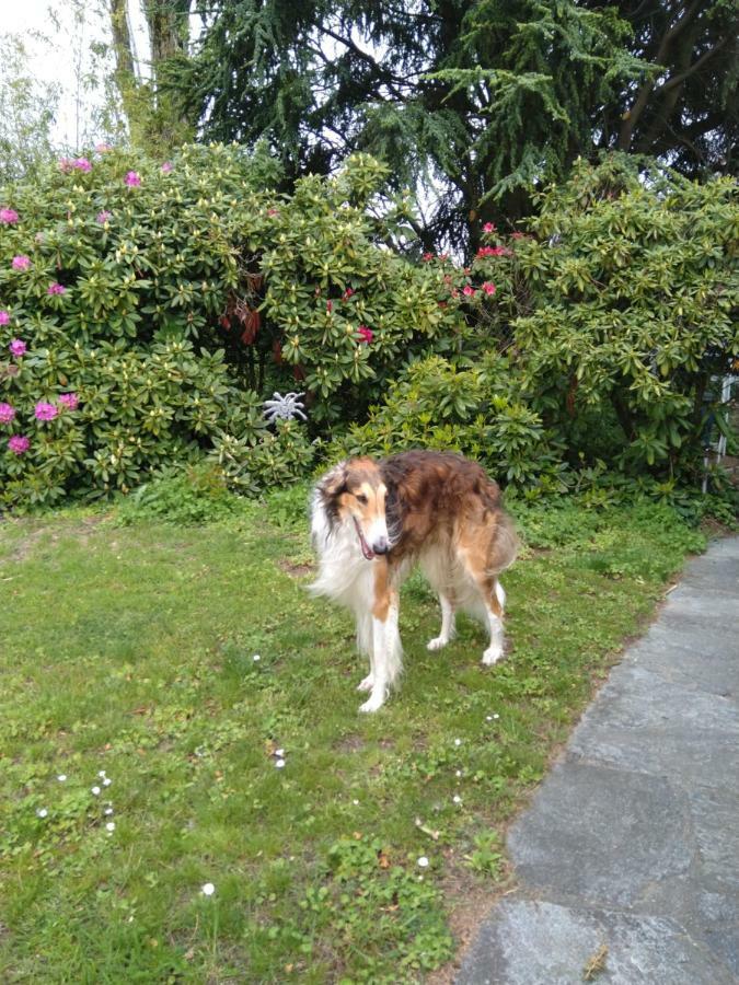 Swiss Borzoi House Bed & Breakfast Vully-les-Lacs Eksteriør bilde
