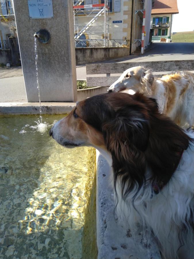 Swiss Borzoi House Bed & Breakfast Vully-les-Lacs Eksteriør bilde